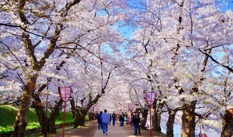 A Cherry Blossom Viewing Guide To Japan